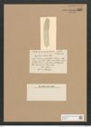 Amphora oceanica Castr. (de-Toni-Nr.: Genus 36, Species 1508) Zeichnungen Sammlung Grunow Nr. 2927 (NHMW-BOT-W0370271)